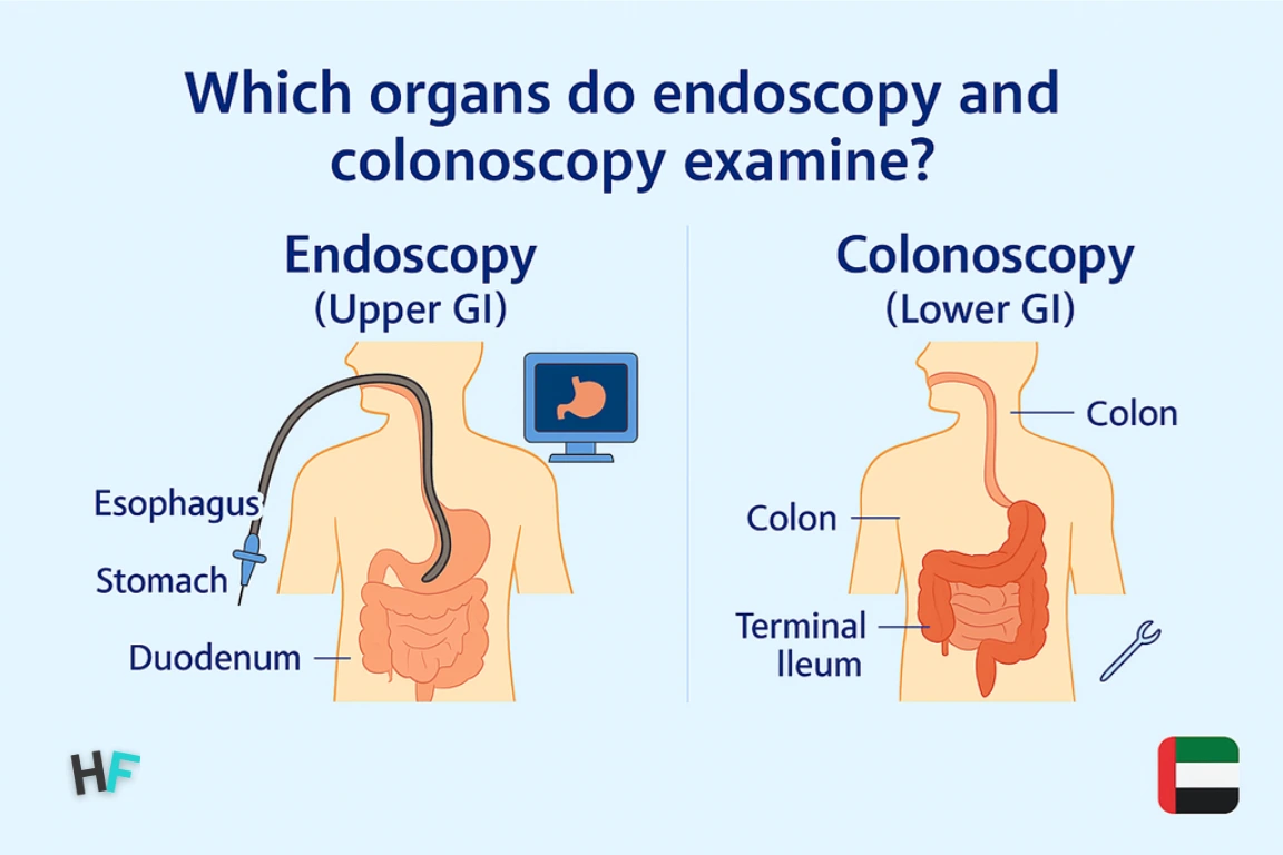 Which organs do endoscopy and colonoscopy examine