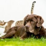 Al Barsha Veterinary Clinic LLC