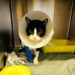 Blue Oasis Veterinary Clinic D2 Branch