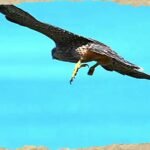 JISHA PETER ( RIFE USA ) | Speech Therapy, Occupational Therapy, ABA & Physiotherapy in Bahrain | Autism Care| Child & Adult