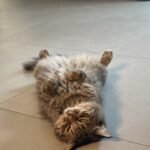 JVC Express Veterinary Clinic