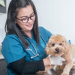Pawsitive Veterinary Clinic – Dubai Silicon Oasis