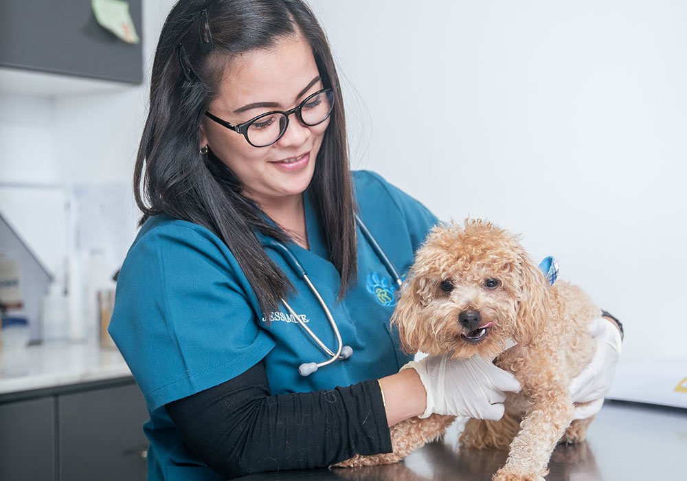 Pawsitive Veterinary Clinic – Dubai Silicon Oasis