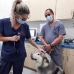 The City Vet Clinic – JVT Branch