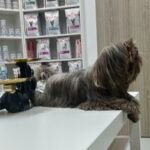 The Pet House Veterinary Clinic – Al Furjan Vets in Dubai